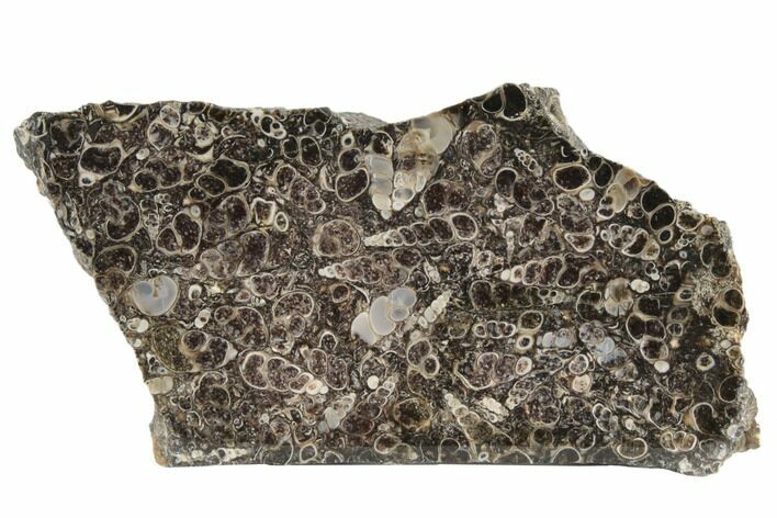 Polished Fossil Turritella Agate Section - Wyoming #193592